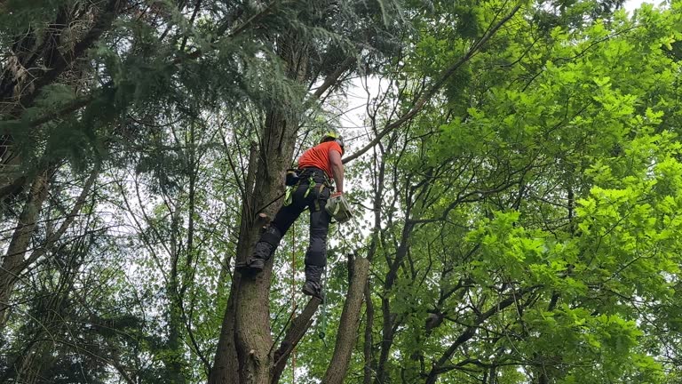 Leaf Removal in Edinburg, IL